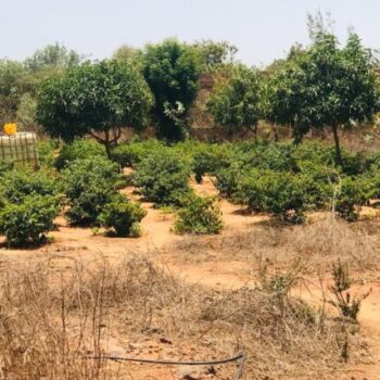 Ferme de 1,04 hectare vers Diass