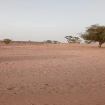 Terrain de 25 hectares vers Touba