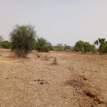 Terrain de 9815 m² vers Notto Diobass