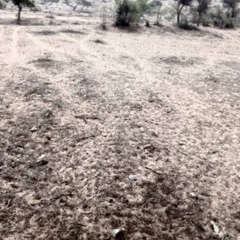 Terrain de 08 hectares vers Diokoul Diawrigne