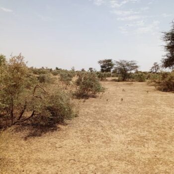Terrain de 100 hectares vers Koul